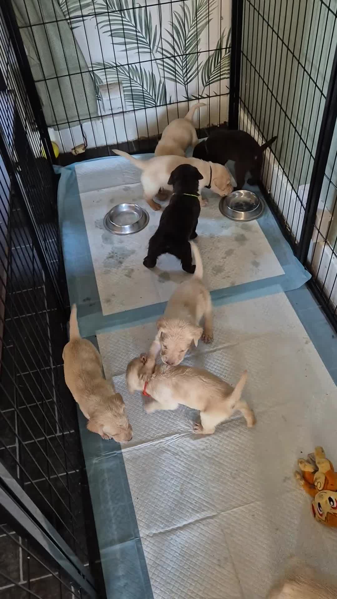 Labrador Retriever dogs for sale: Labrador retriever puppies - Video 1