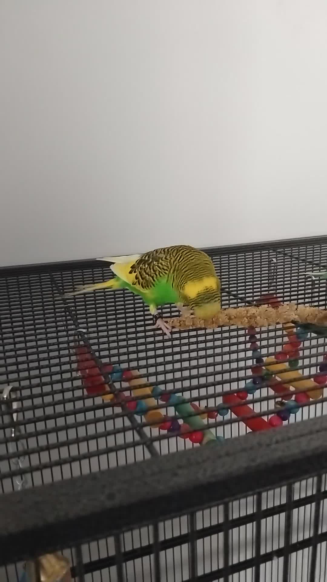 Budgerigars birds for sale: My beatiful budgies for sale to good home in Keighley - Video 2