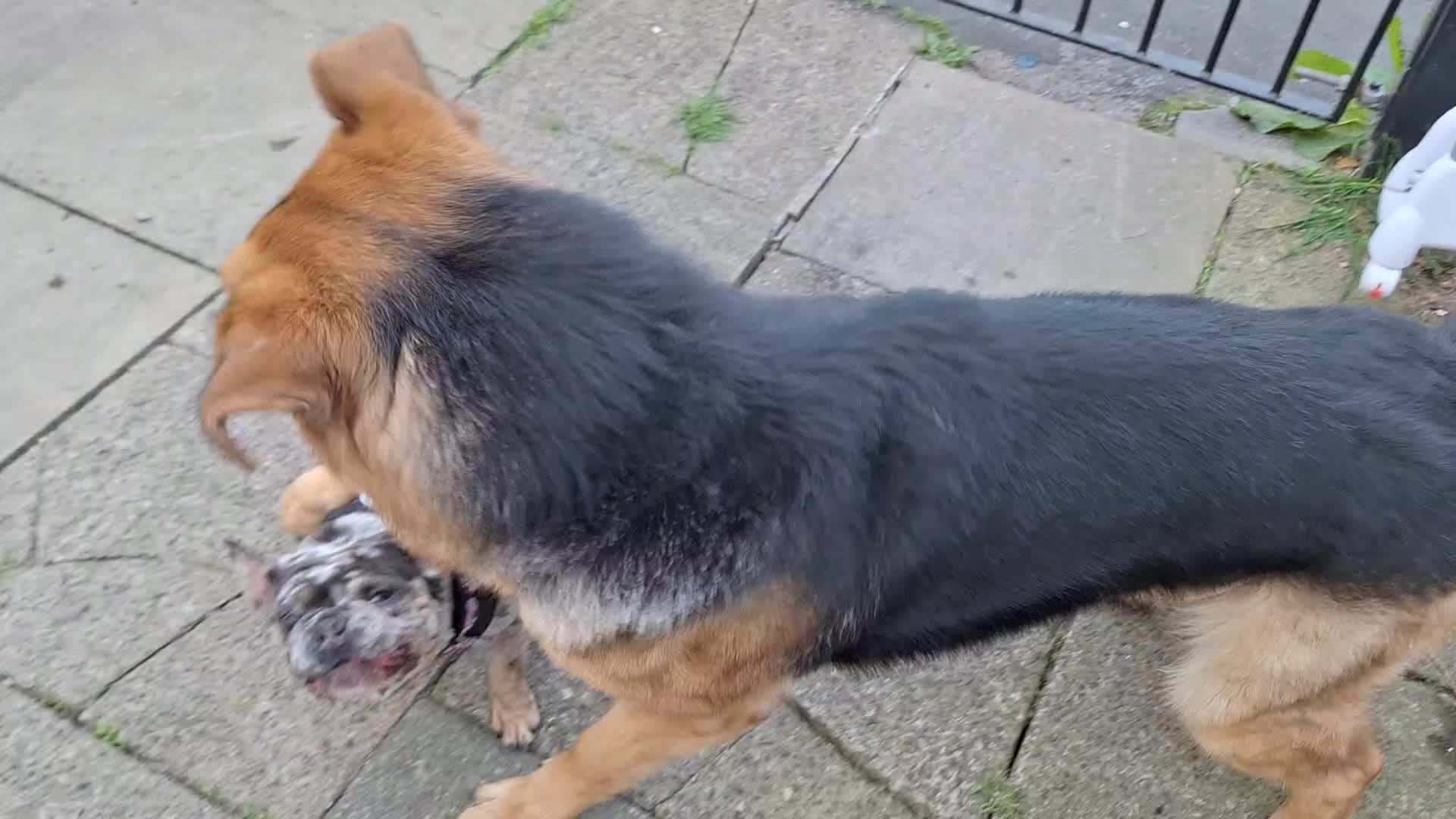German Shepherd dogs for sale: 2 yr old male German shepherd  - Video 1