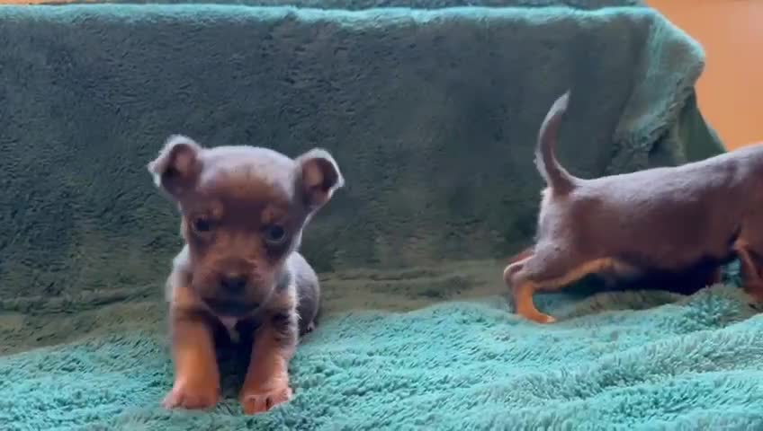 Jack Russell dogs for sale: Miniature much Wenlock puppies - Video 1