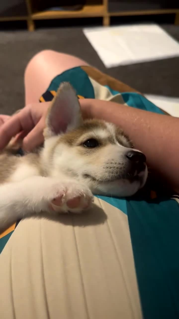 Siberian Husky dogs for sale: Such a beautiful boy!  - Video 1