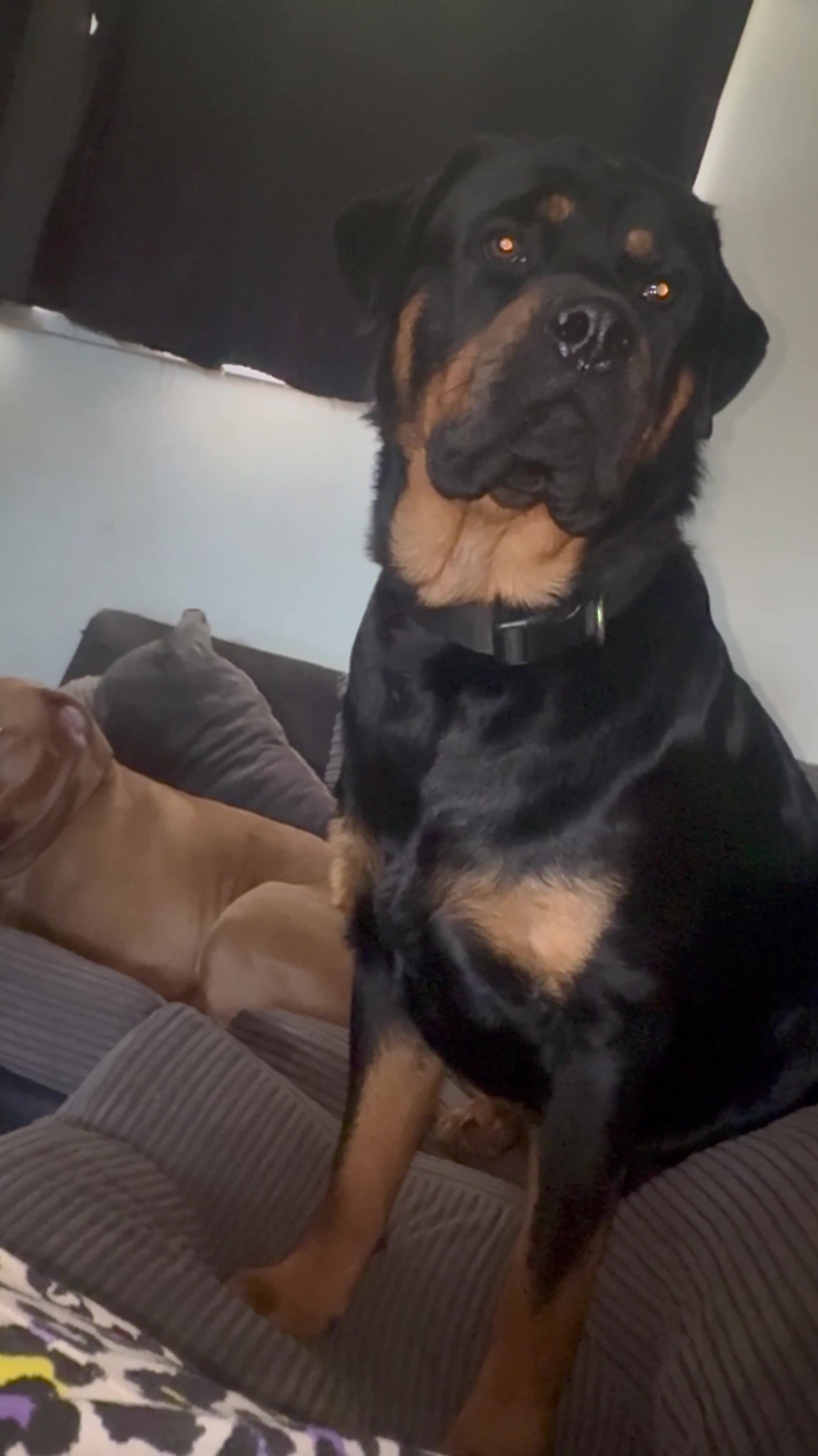 Rottweiler dogs for stud: Rottweiler for stud - Video 1