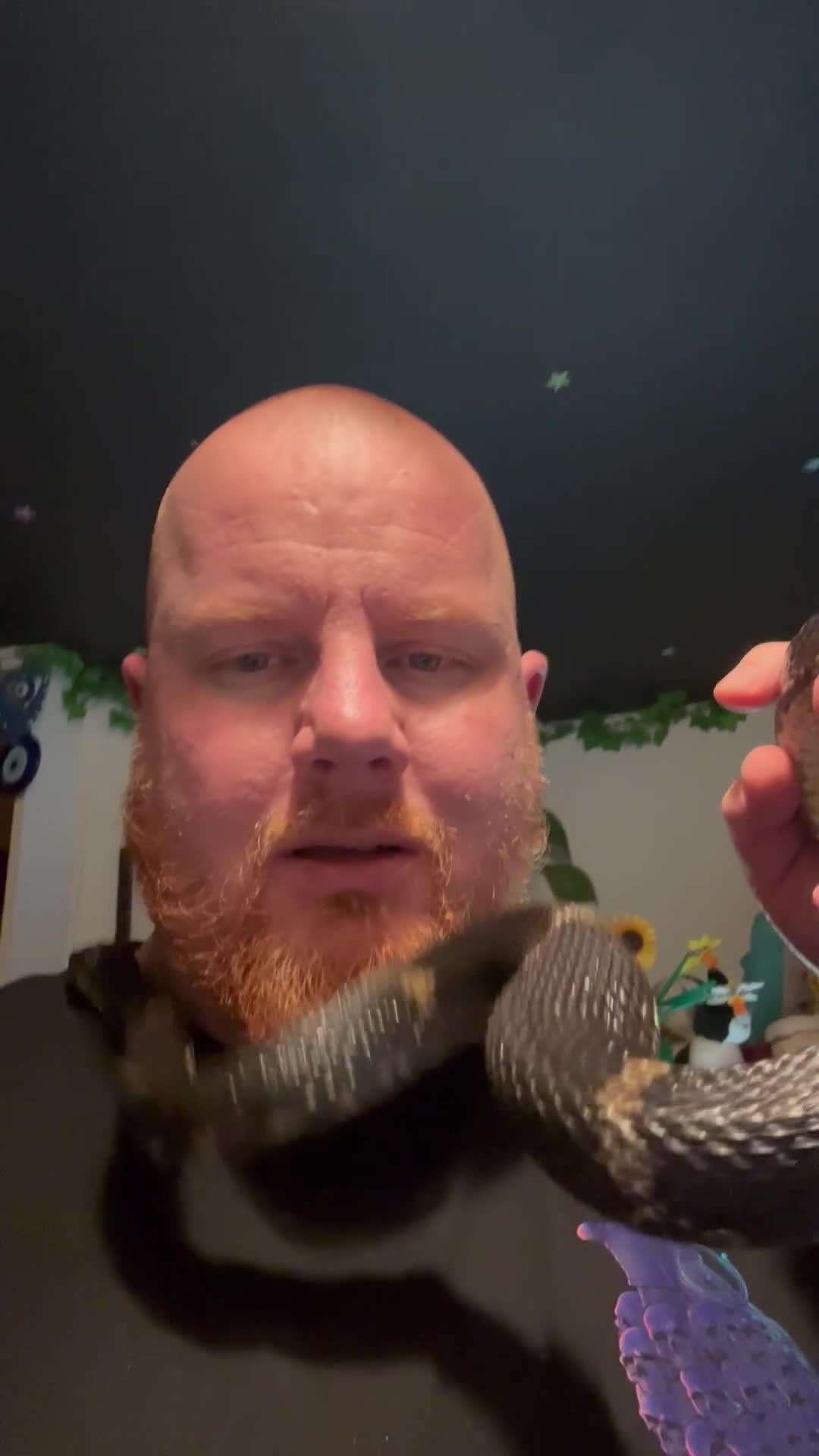 Rat Snake reptiles for sale: Russian Rat Snake with Vivarium and all items - Video 1