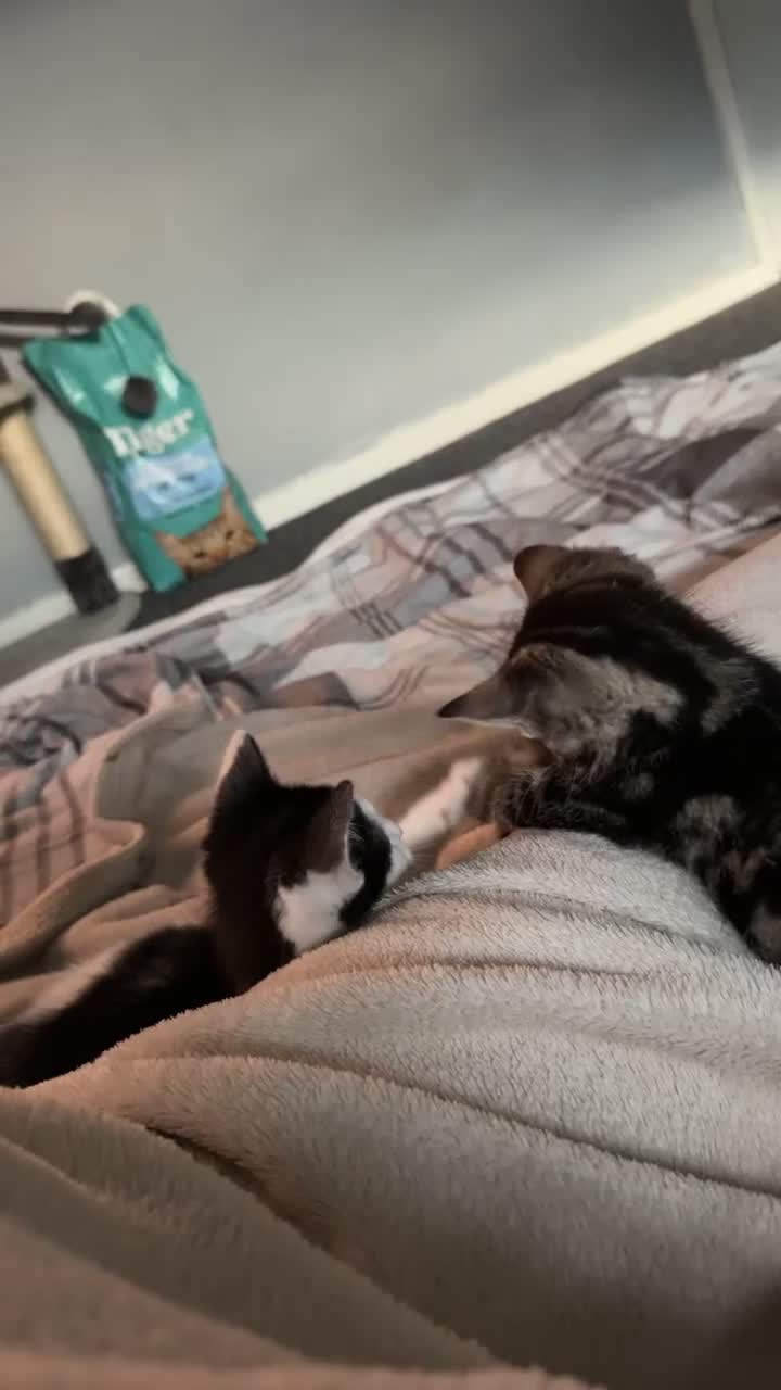 Mixed Breed cats for sale: Olive and Ocean in Wakefield - Video 1