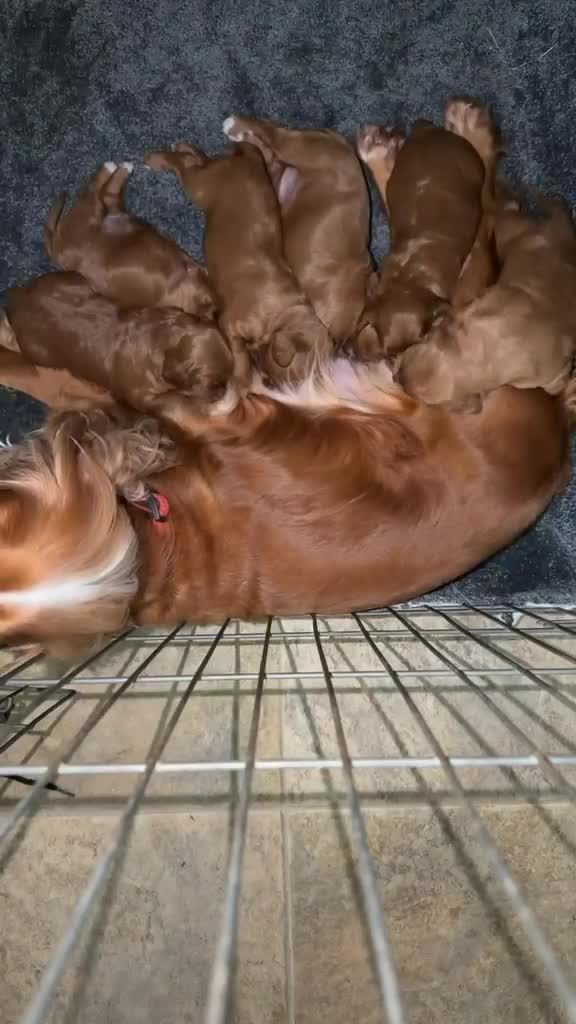 Cockapoo dogs for sale: 🐶✨F1 RED COCKERPOOS puppies 🐶✨ - Video 2
