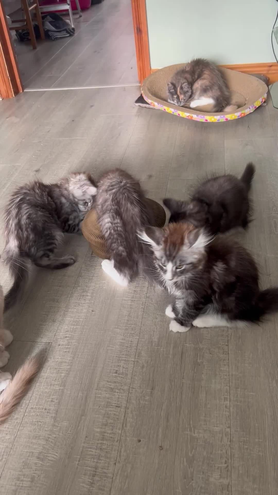 Maine Coon cats for sale: 4 LEFT! Tica registered non active mainecoons - Video 3
