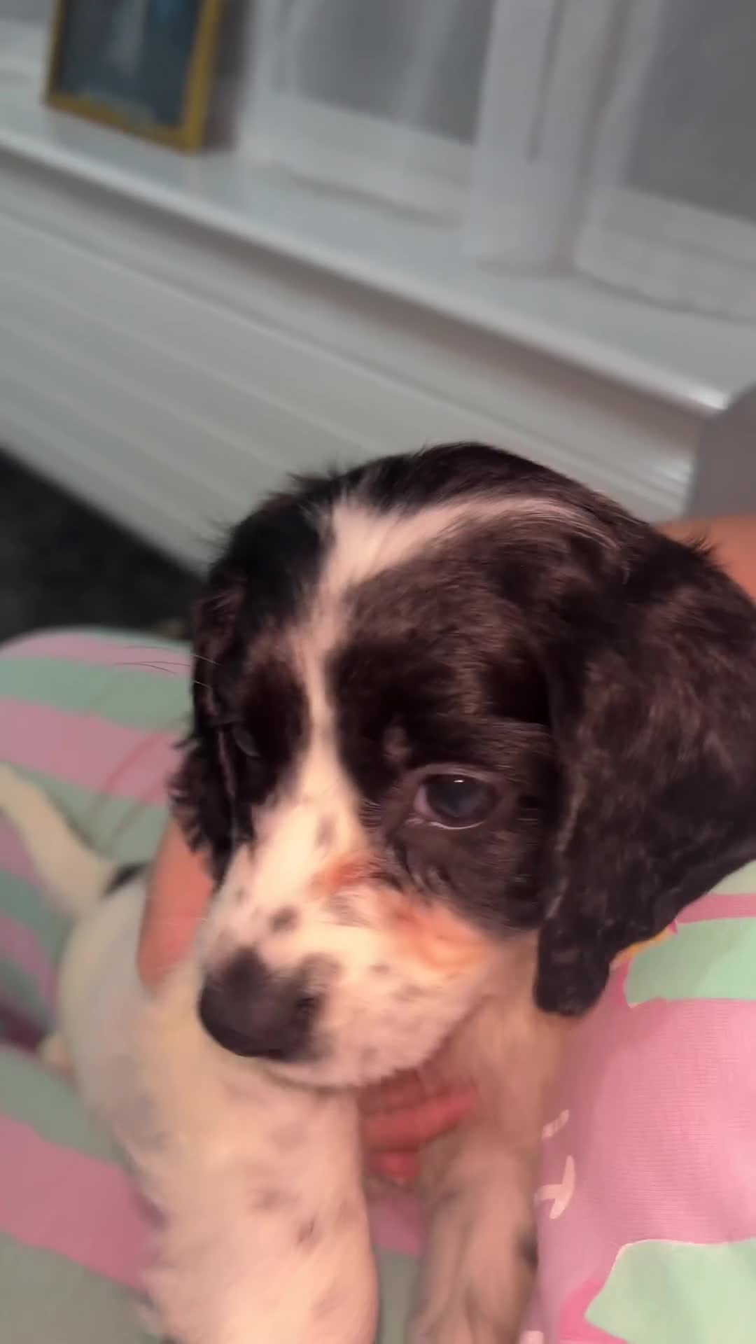 Cocker Spaniel dogs for sale: Cocker spaniel - Video 2