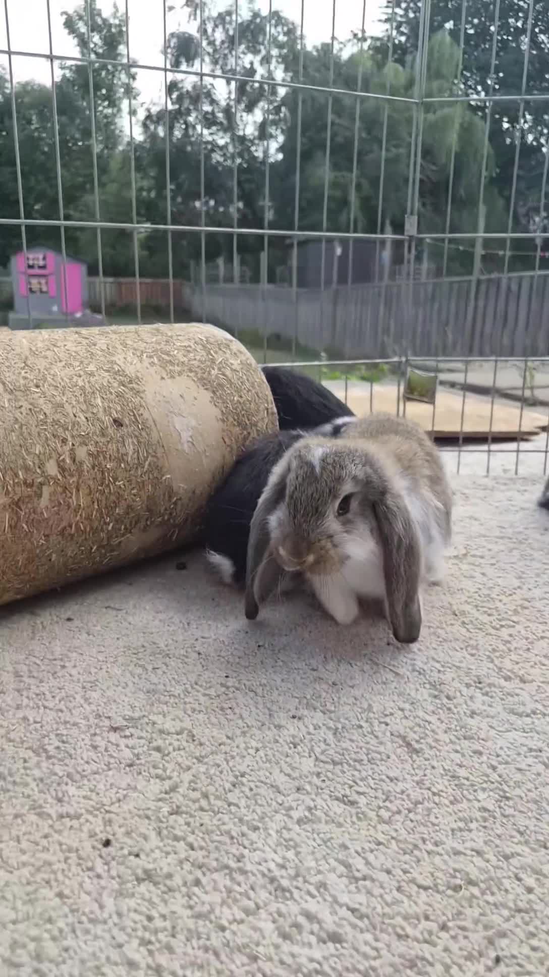 French Lop rabbits for sale: 10 beautiful show quality french lop kits  - Video 2