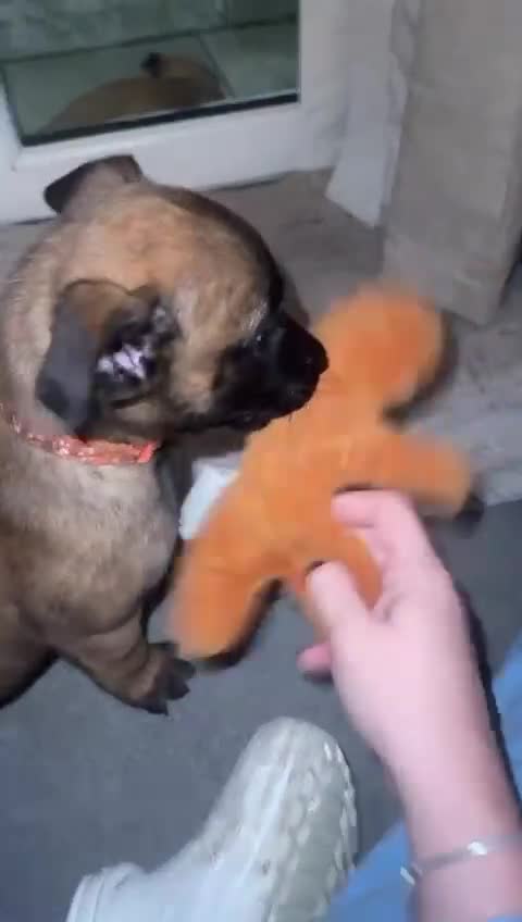 Belgian Shepherd Dog dogs for sale: Belgian Melinous pups ready for homes - Video 3