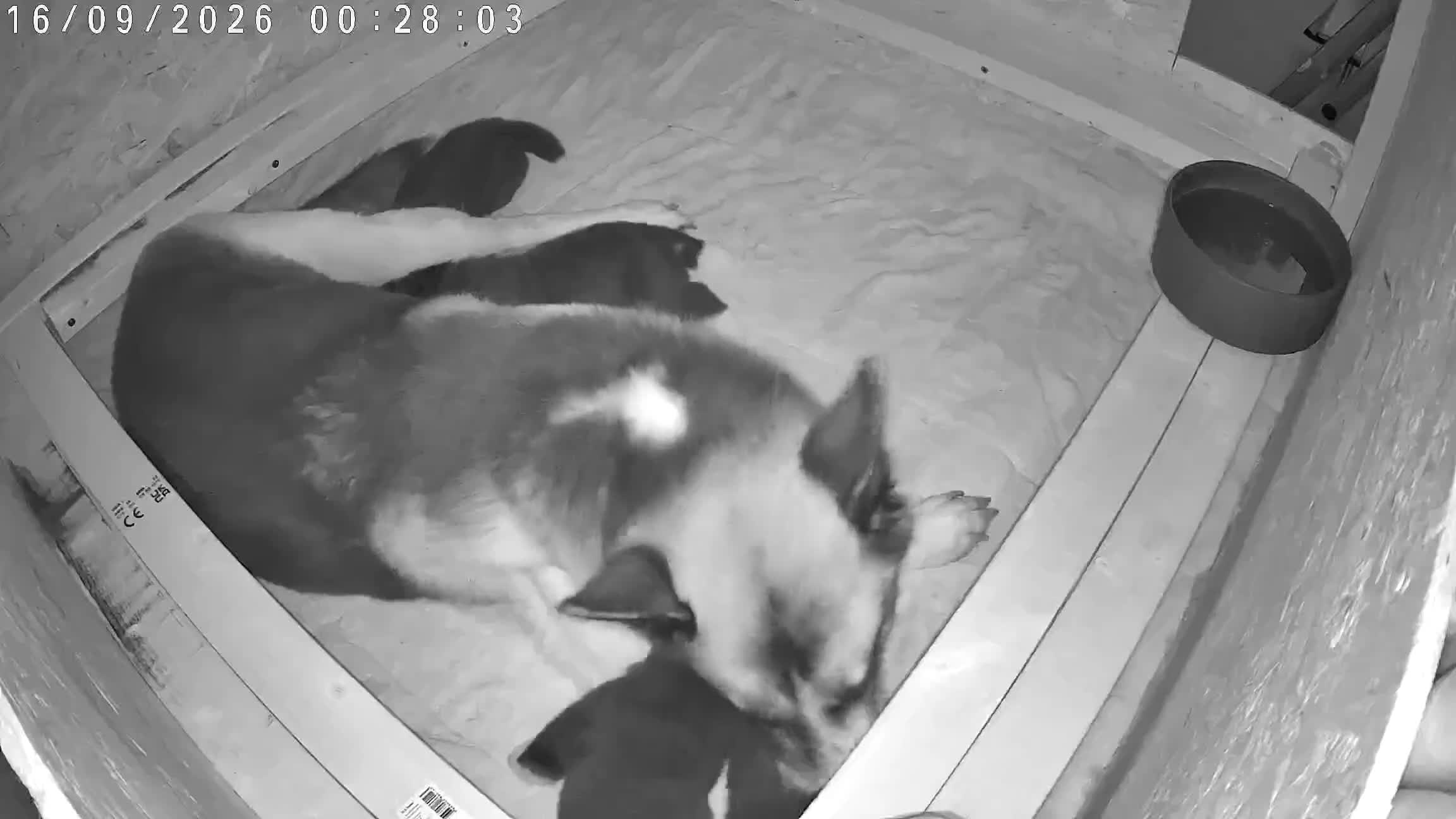 Huskita dogs for sale: Akita with 6% husky (Huskita) - Video 4