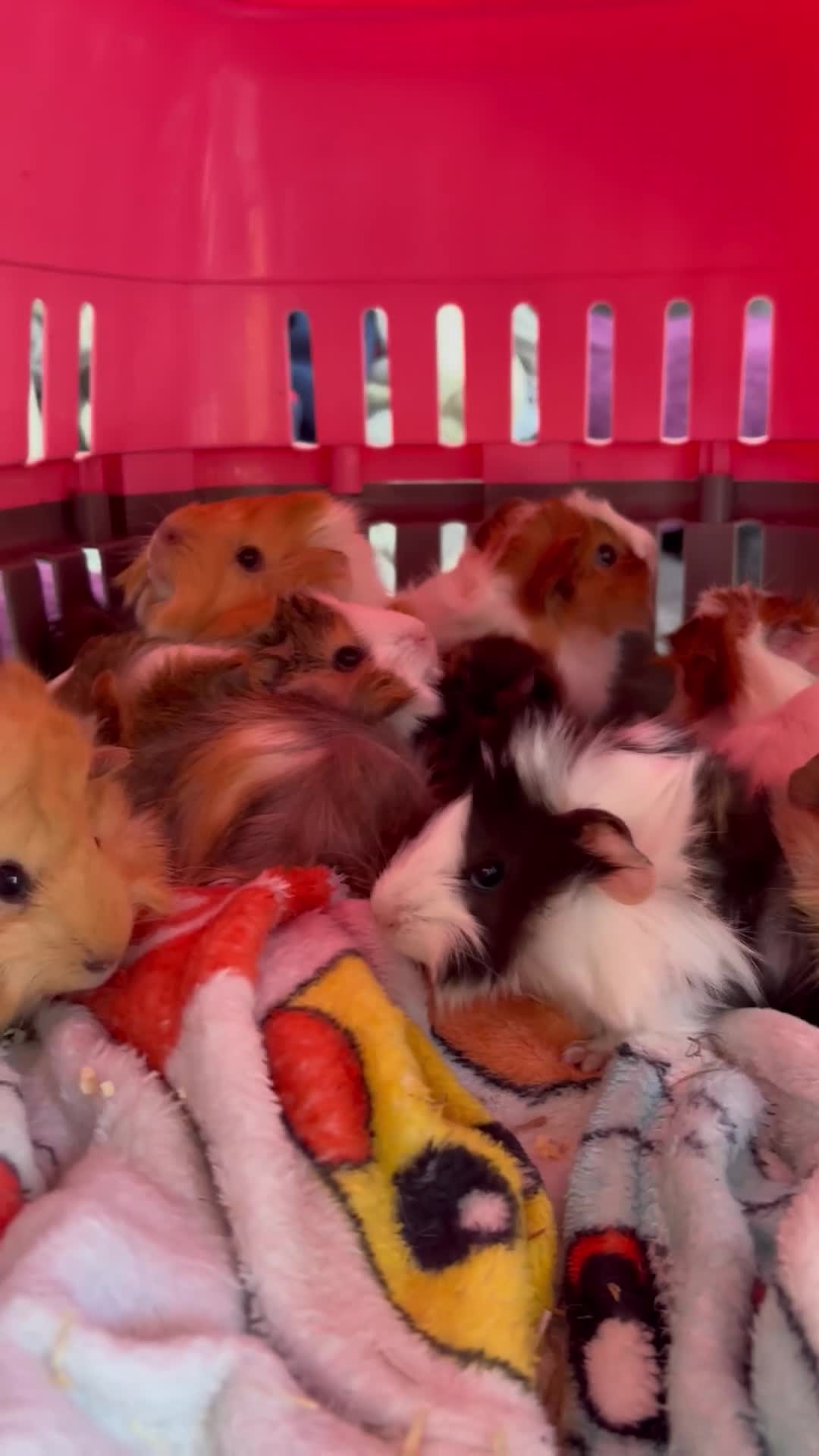 Guinea Pig rodents for sale: Baby guinea pigs - Video 1