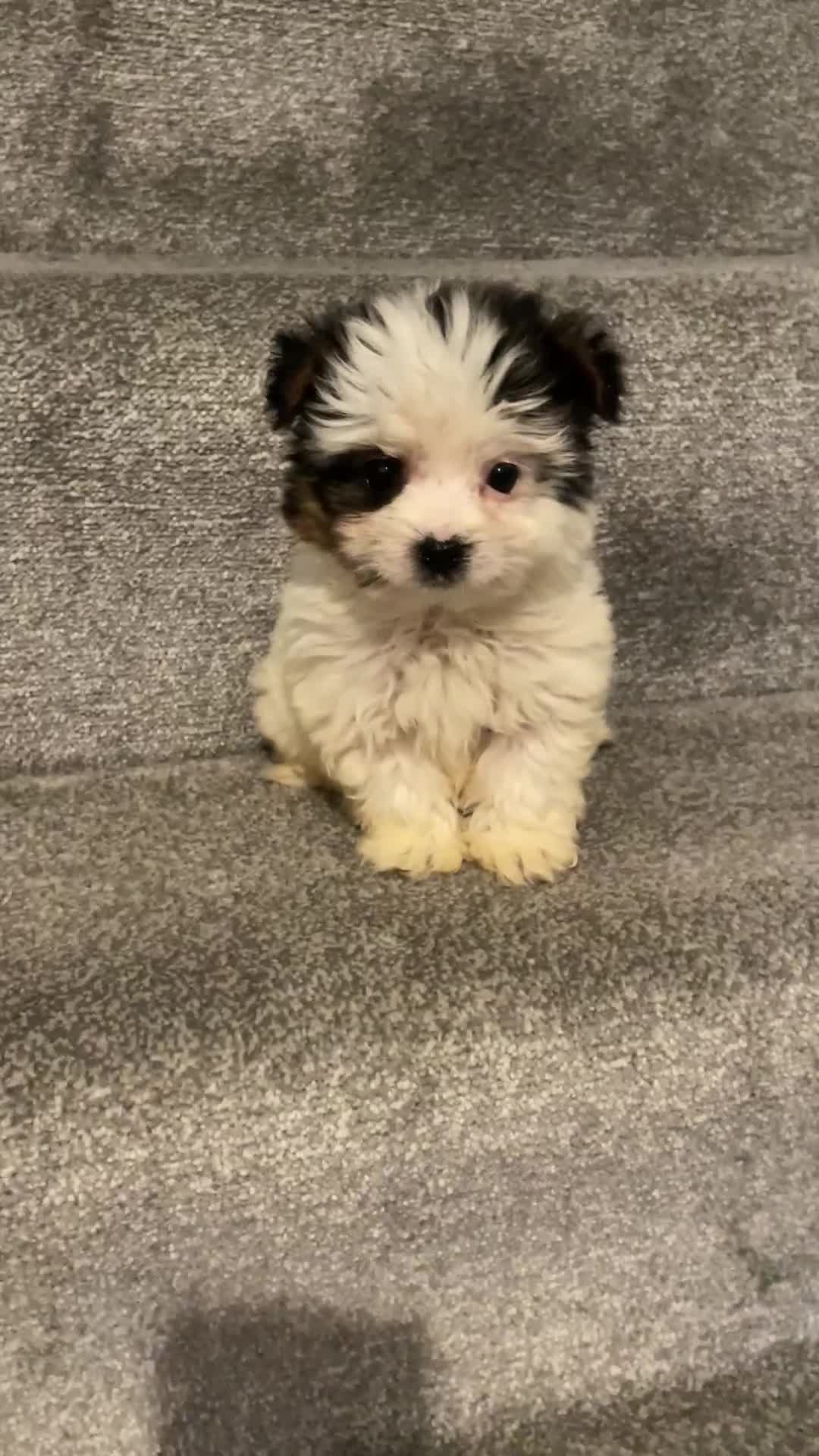 Biewer Terrier dogs for sale:  **  Biewer Terrier Babies Available 🥰 - Video 4