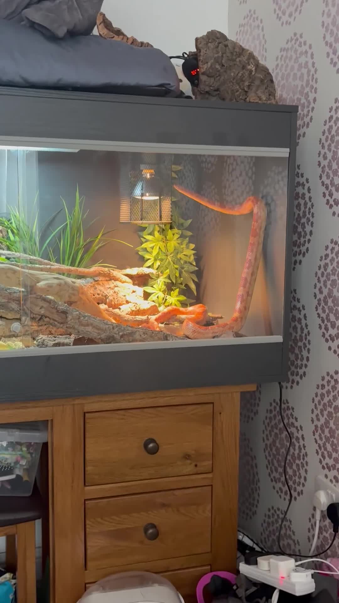 Corn Snake reptiles for sale: Amel corn snake+viv in Preston - Video 1