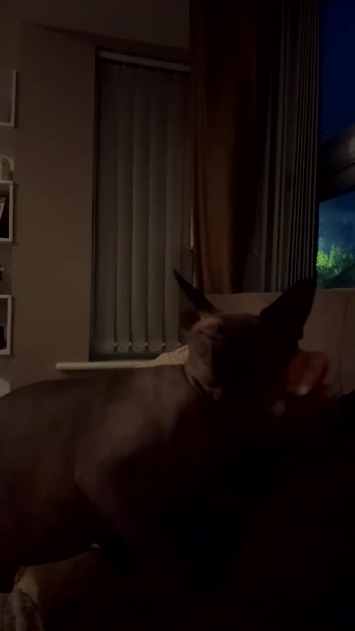 Sphynx cats for sale: Mother and daughter sphnyx - Video 1
