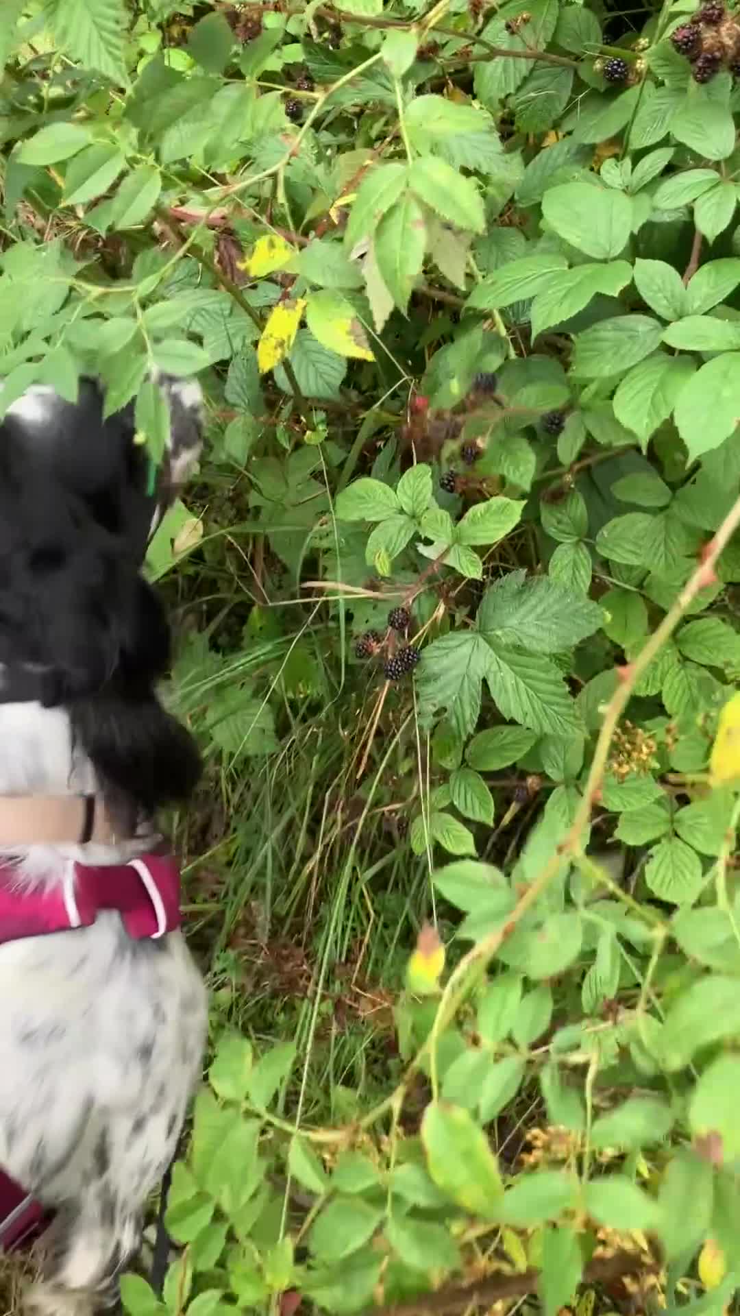 English Setter dogs for sale: 2yr. Pedigree working English setter sale/share - Video 1