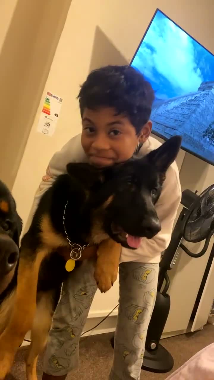 Rottweiler dogs for stud: Simba  - Video 2