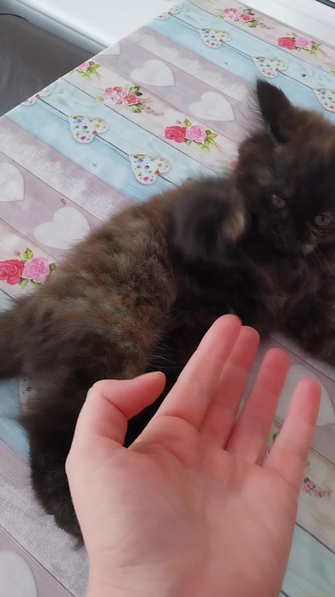 Mixed Breed cats for sale: Beautiful kittens looking for home  - Video 1