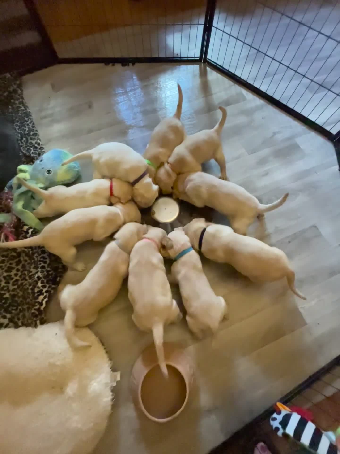 Labrador Retriever dogs for sale: Beautiful KC pure pedigree Labrador puppies - Video 1