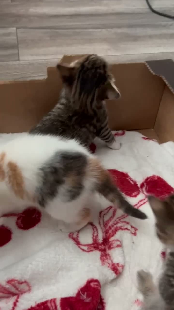Mixed Breed cats for sale: 3 Adorable Kittens - Video 3
