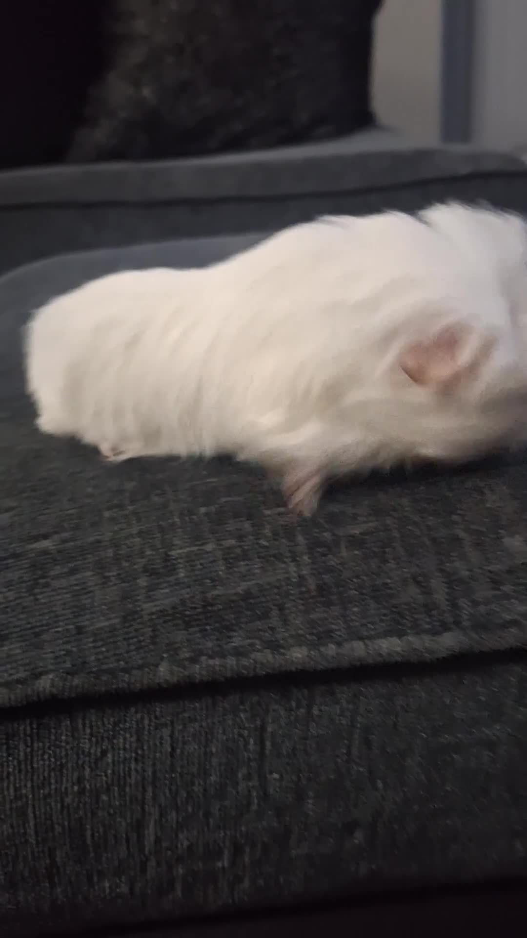 Guinea Pig rodents for sale: Ready to go! Male guinea pig baby - Video 1