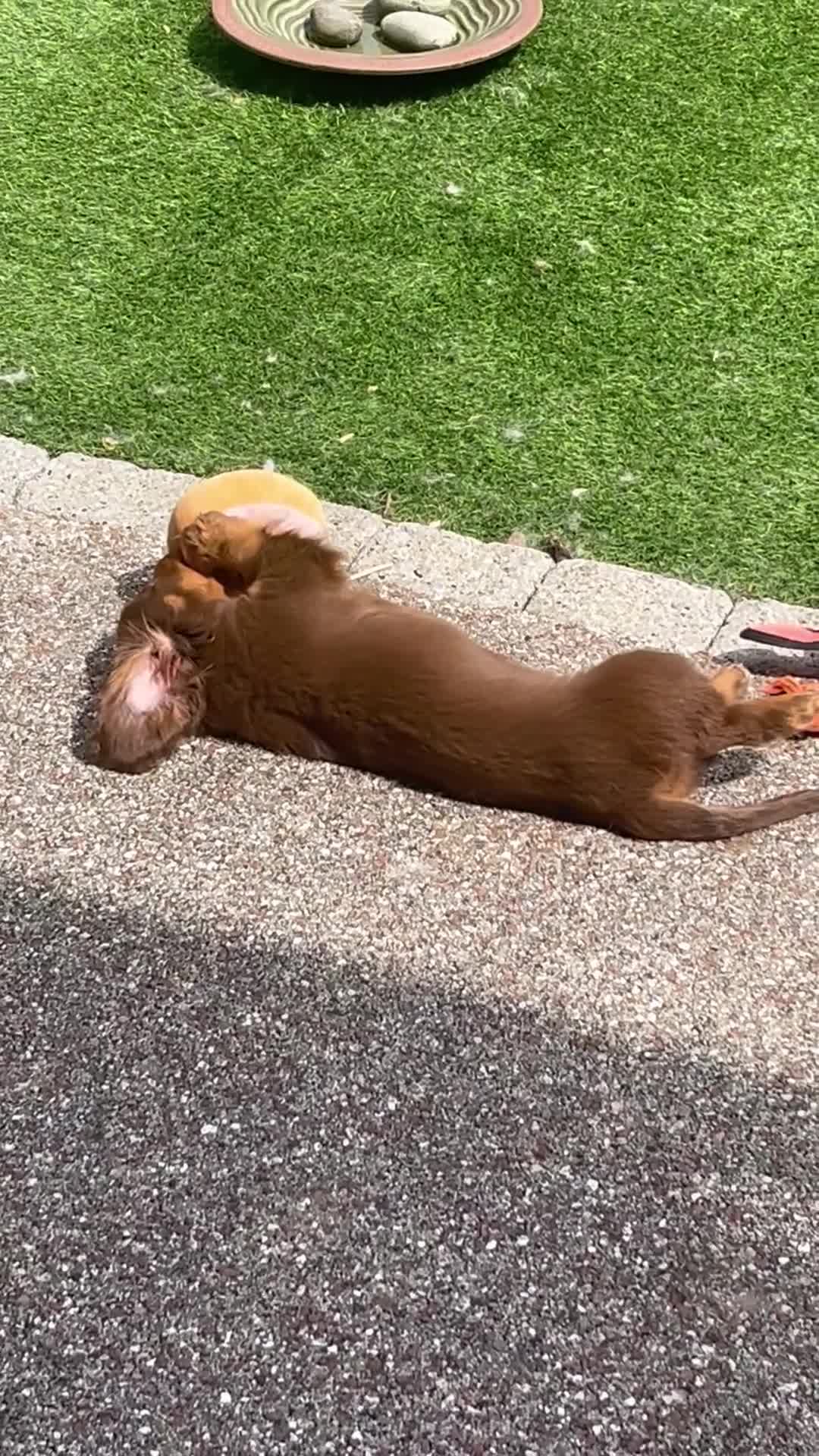 Miniature Dachshund dogs for sale: Long hair dachshund  - Video 2