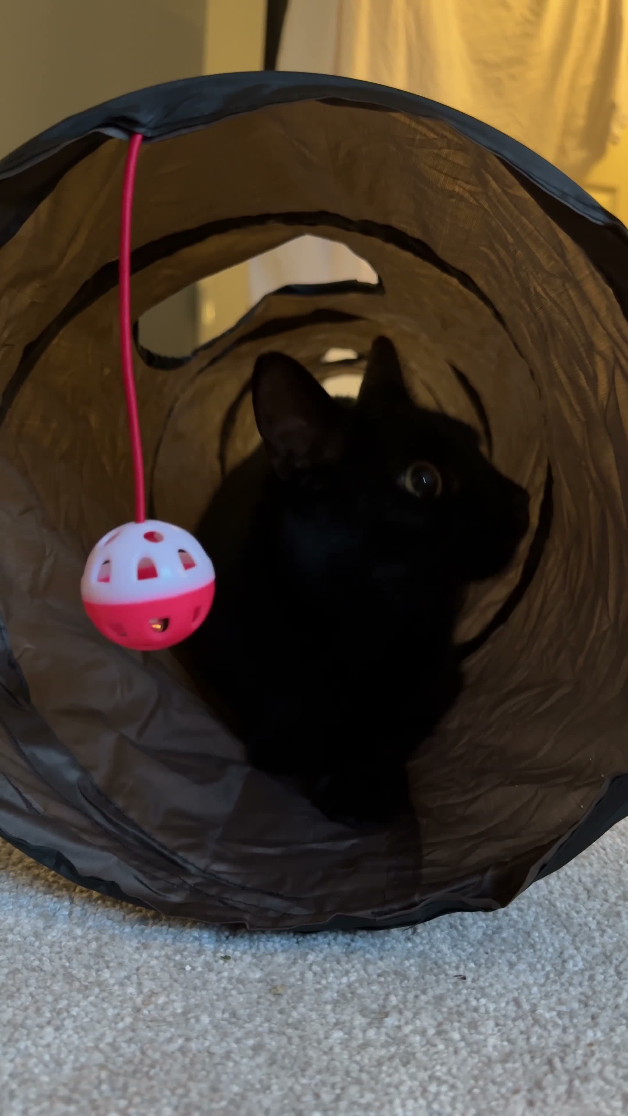 Domestic Shorthair cats for sale: 🐾 Loving House Cat Looking for His Forever Home - Video 1