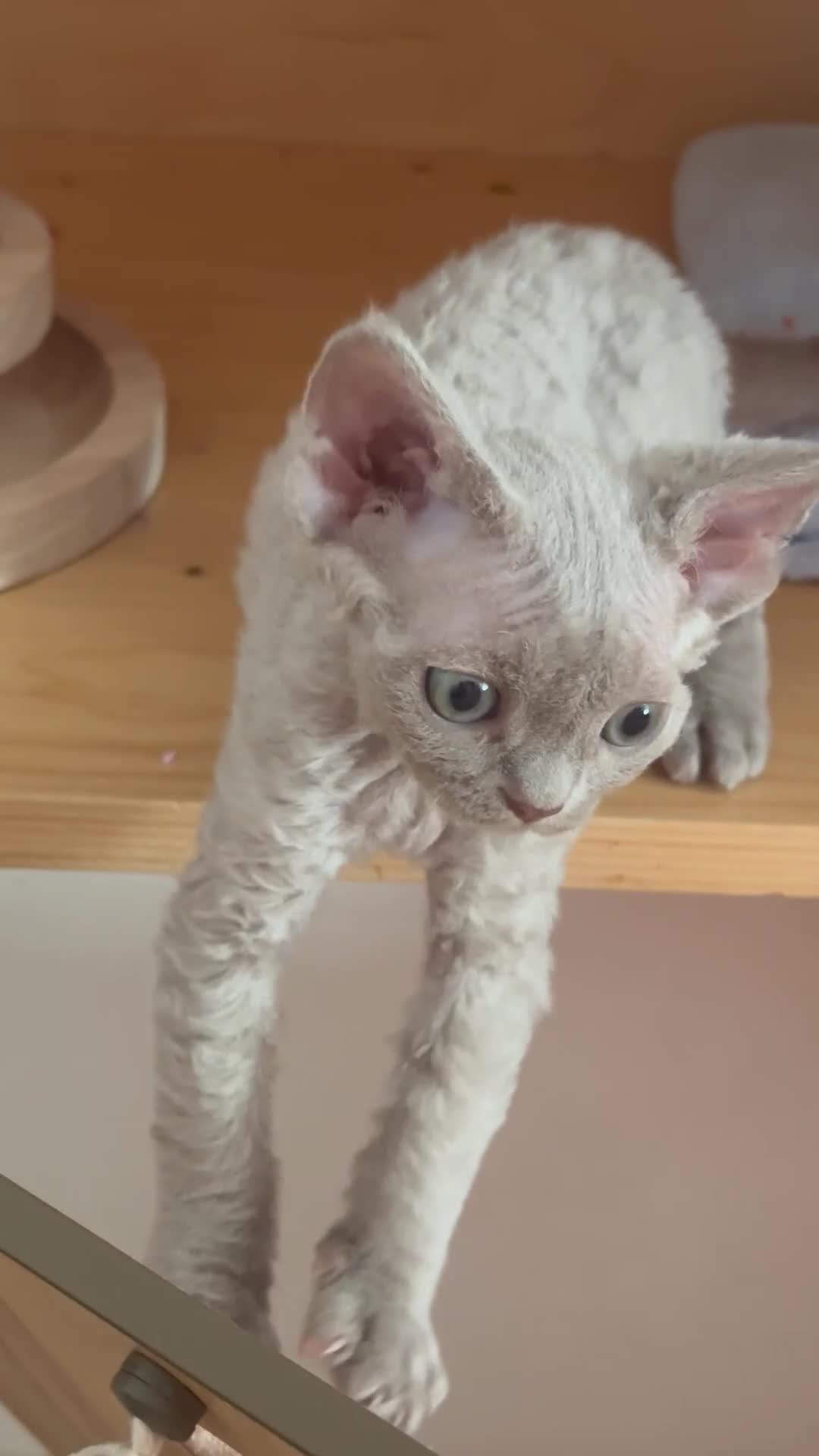 Devon Rex cats for sale: Ravel 💜male Devon Rex available  - Video 1