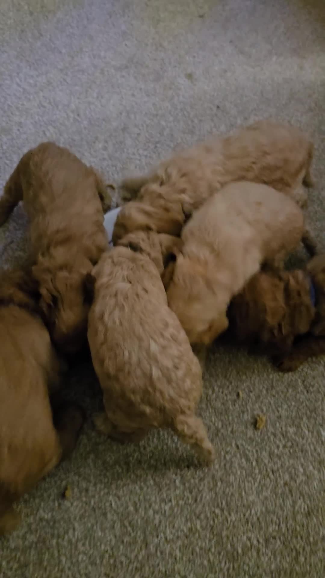 Cockapoo dogs for sale: 6 male Cockapoo puppies. Ready 13th Jan.  - Video 1