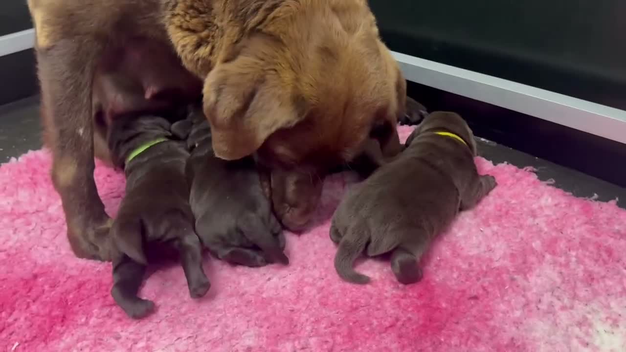 Labrador Retriever dogs for sale: KC REG CHOCOLATE LABRADOR PUPPIES  - Video 2