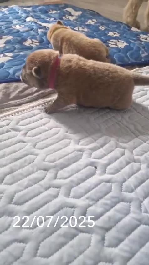 Chow Chow dogs for sale: 6 chow chow puppies for sale - Video 4
