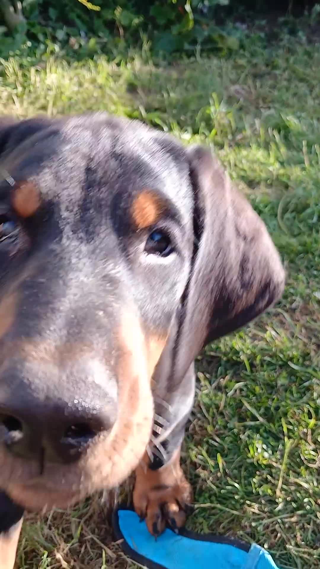 Dobermann dogs for sale: DOBERMAN PUPS CHAMPION BLOODLINES FULLY HEALTH   - Video 5