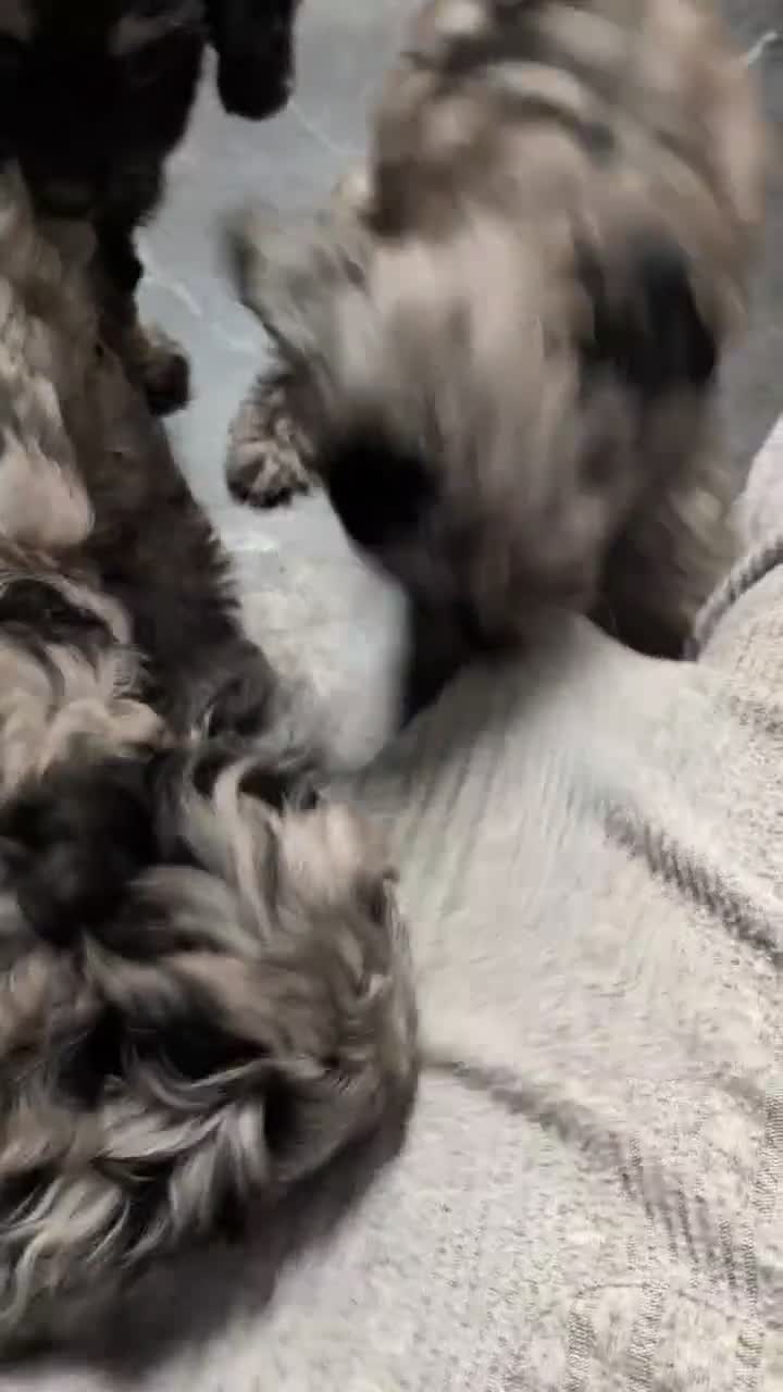 Cockapoo dogs for sale: Cockapoo pups f2b ready to leave 7th October  in Manchester - Video 4