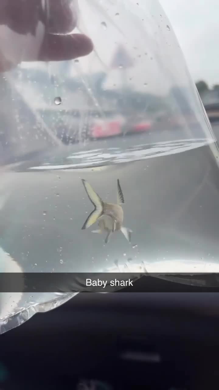 Sharks fish for sale: Bala shark in Sunderland - Video 1