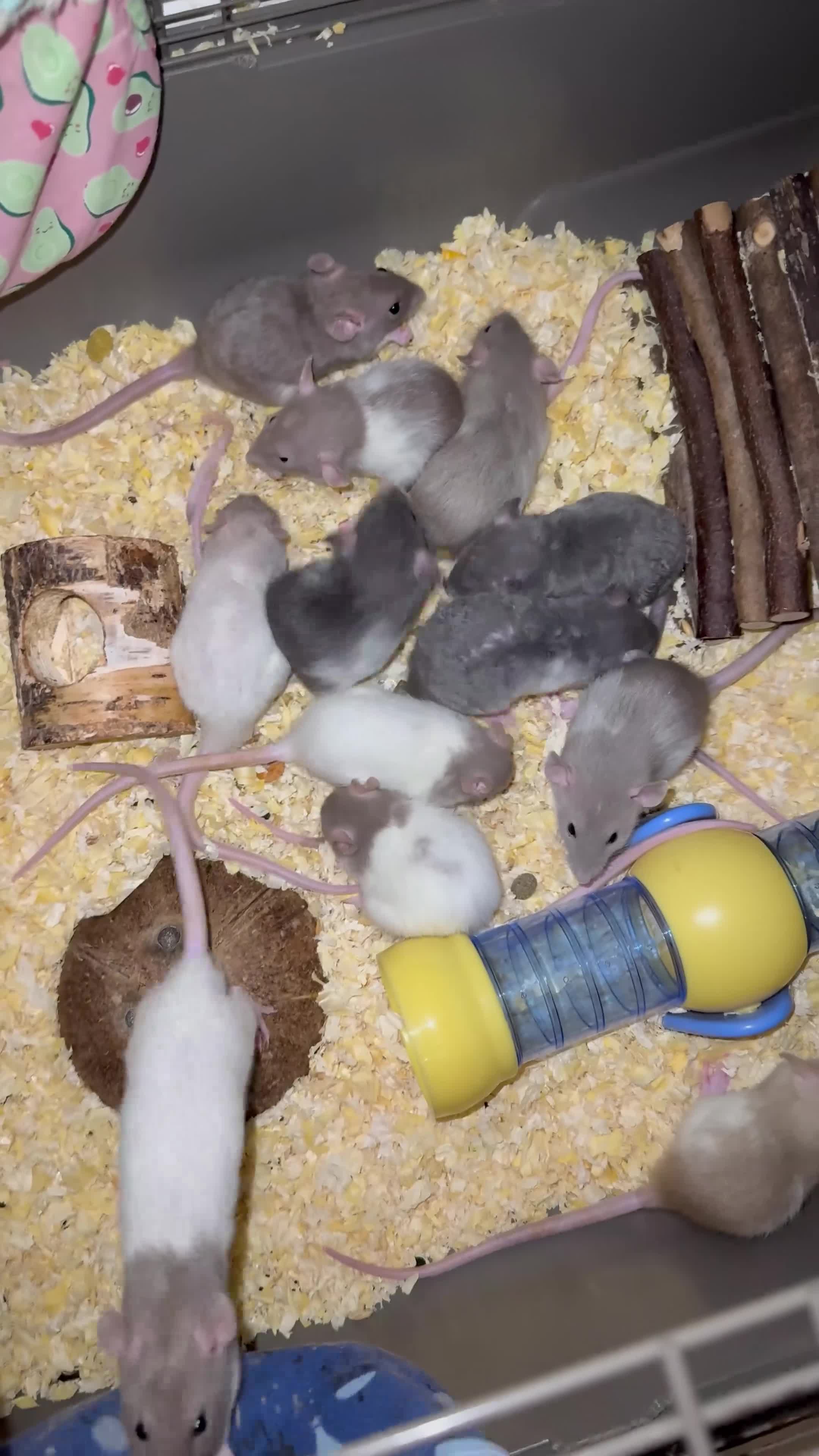 Rat rodents for sale: Baby rats  - Video 1
