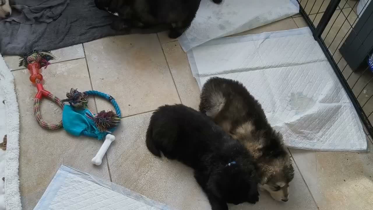 German Shepherd dogs for sale:  Pedigree German Shepherd pups straight backed - Video 1