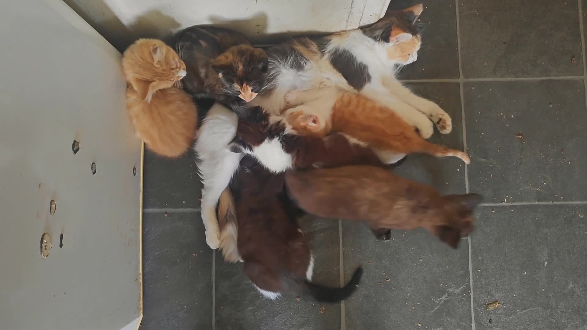 Mixed Breed cats for sale: 6 kittens, 4 boys /, 2 girls, playful, healthy  - Video 1