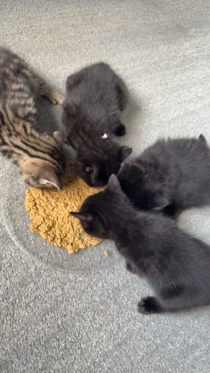 Mixed Breed cats for sale: Ready to go 3 female kittens  - Video 2
