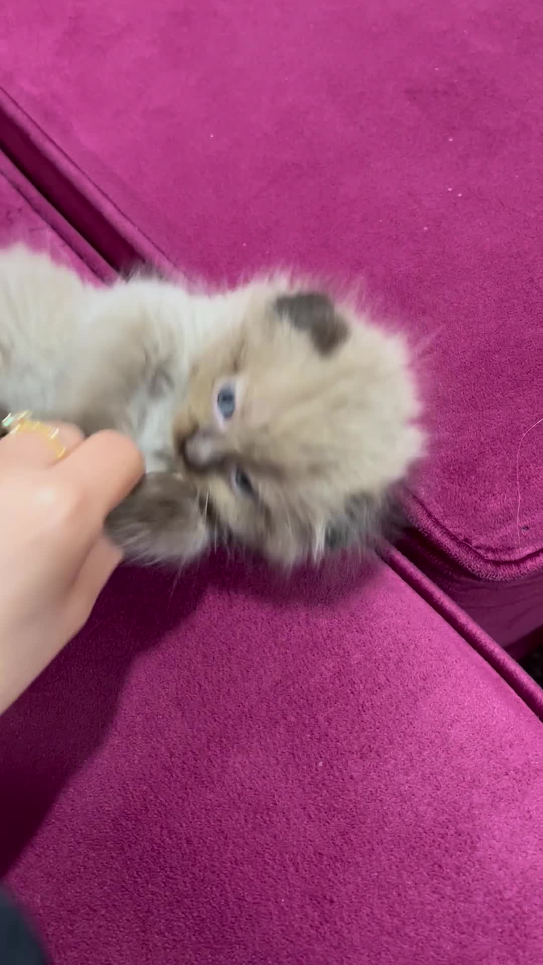 Scottish Fold cats for sale: Beautiful Scottish fold🌹☺️ - Video 2