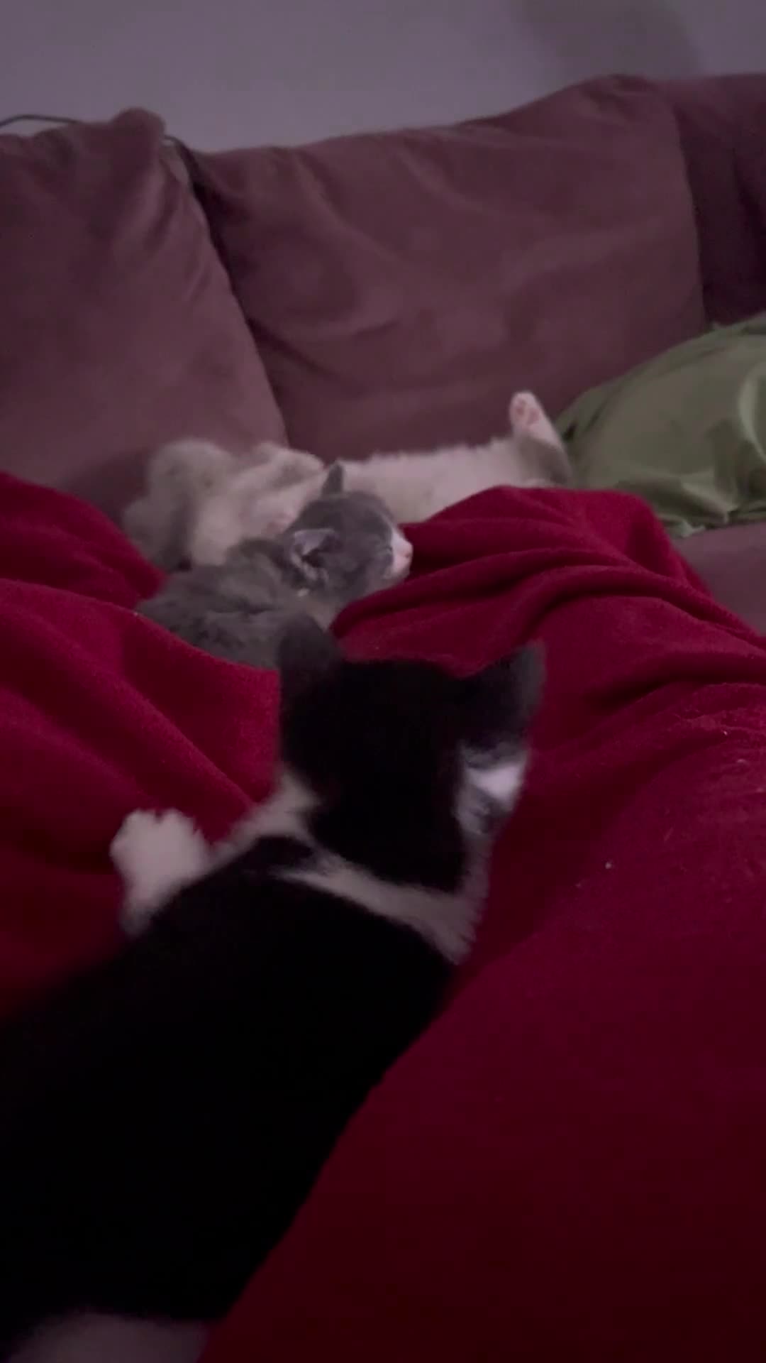 Mixed Breed cats for sale: Child Friendly Ragdoll Cross Kittens - Video 2