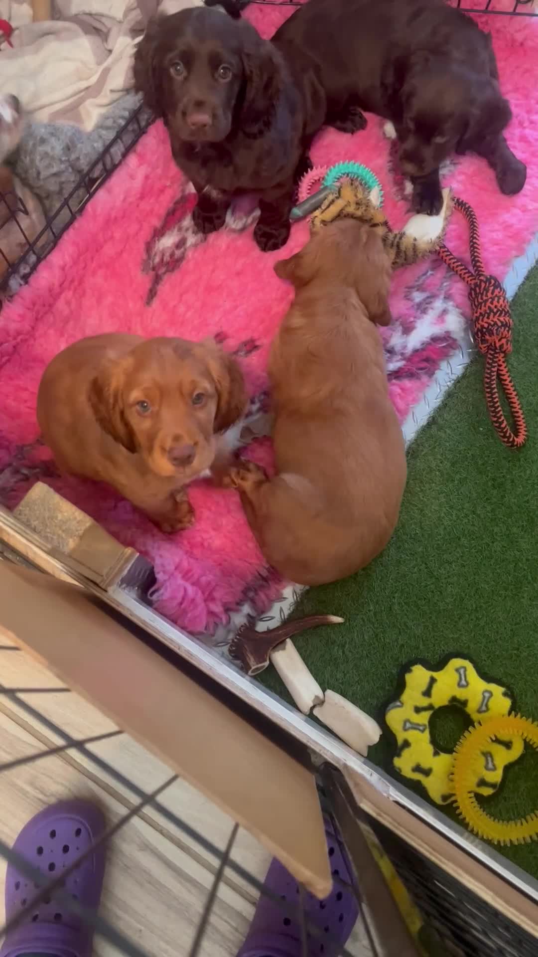Cocker Spaniel dogs for sale: Health tested cocker spaniel pups - Video 4