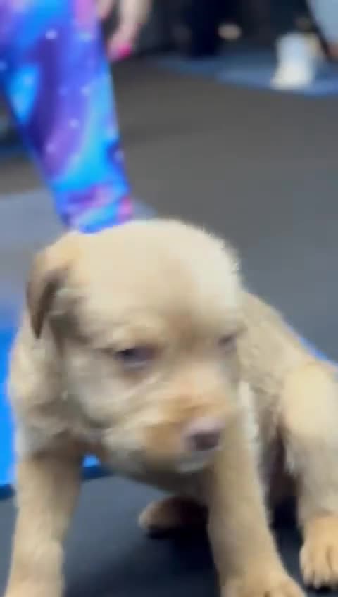 Soft Coated Wheaten Terrier dogs for sale: Traditional Irish Wheaten Terriers  - Video 2