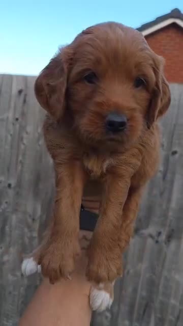 Goldendoodle dogs for sale: F1 RED GOLDENDOODLE 1 FEMALE LEFT - Video 1
