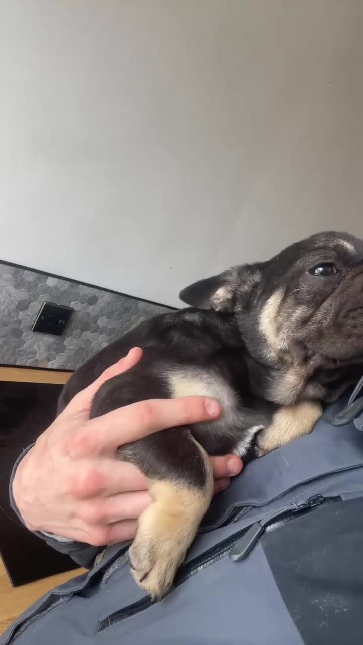 French Bulldog dogs for sale: STUNNING LITTER AVAILABLE NOW!  - Video 1