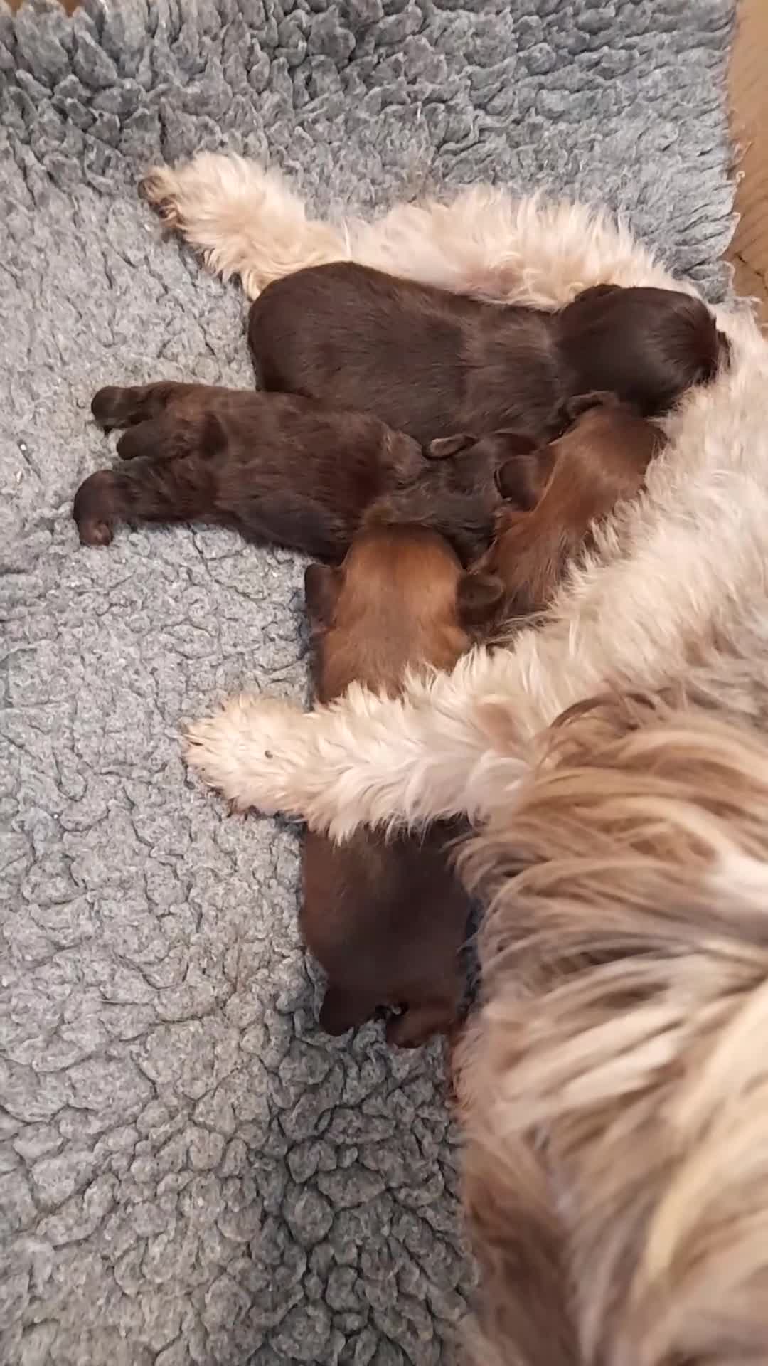 Malshi dogs for sale: Gorgeous pups - Video 1