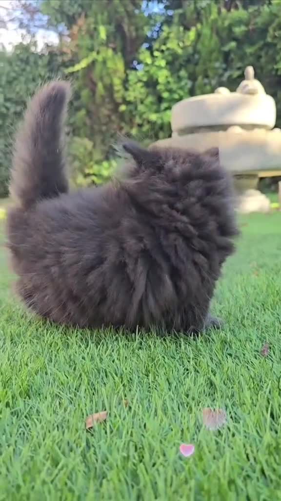 Persian cats for sale: Pedigree Minuet Persian kittens - Video 1