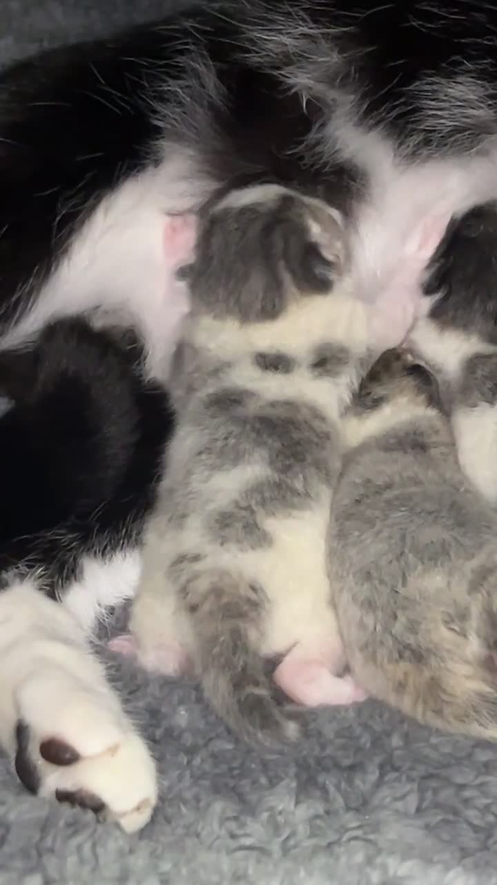 Mixed Breed cats for sale: Beautiful coloured kittens  - Video 1