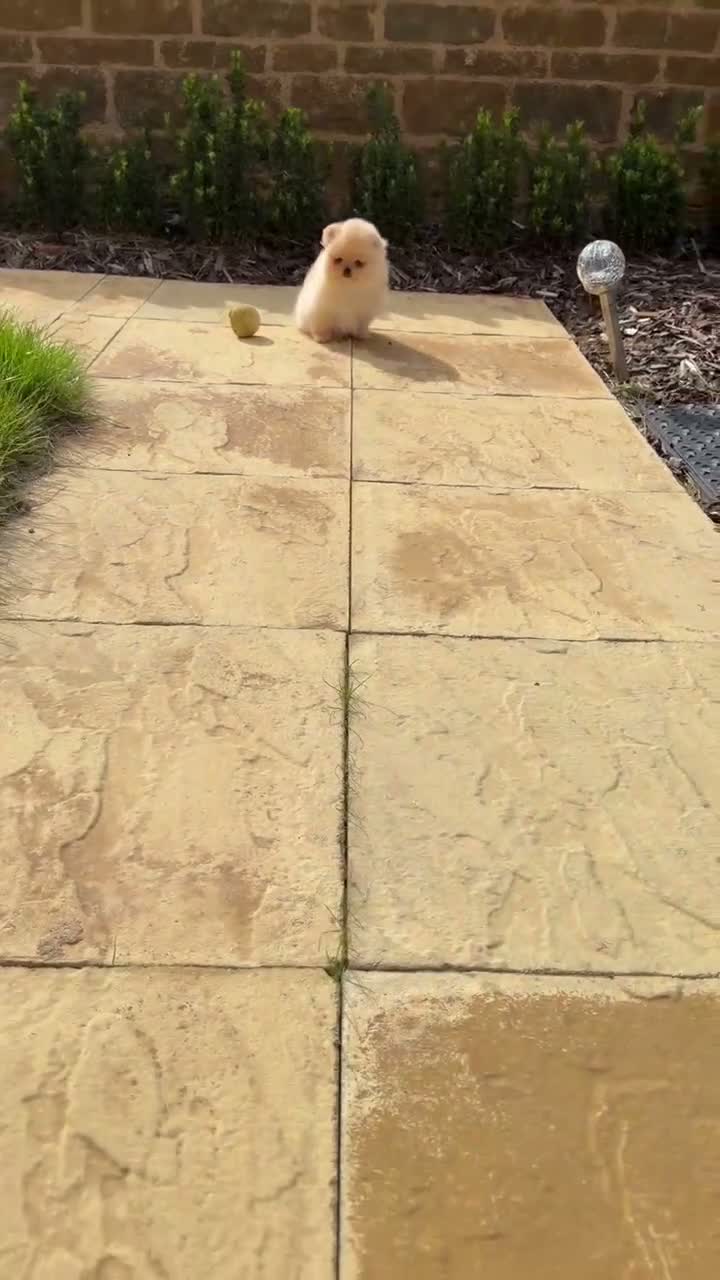 Pomeranian dogs for sale: Beautiful Poms - Video 2