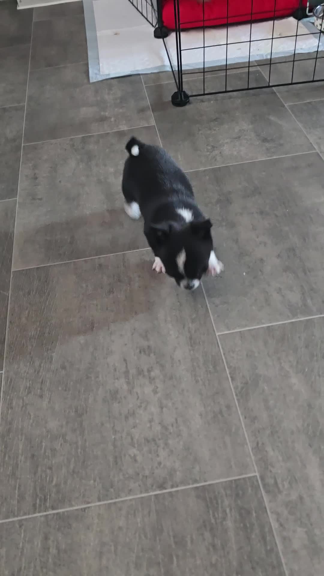 Chihuahua dogs for sale: Chihuahua puppy - Video 1