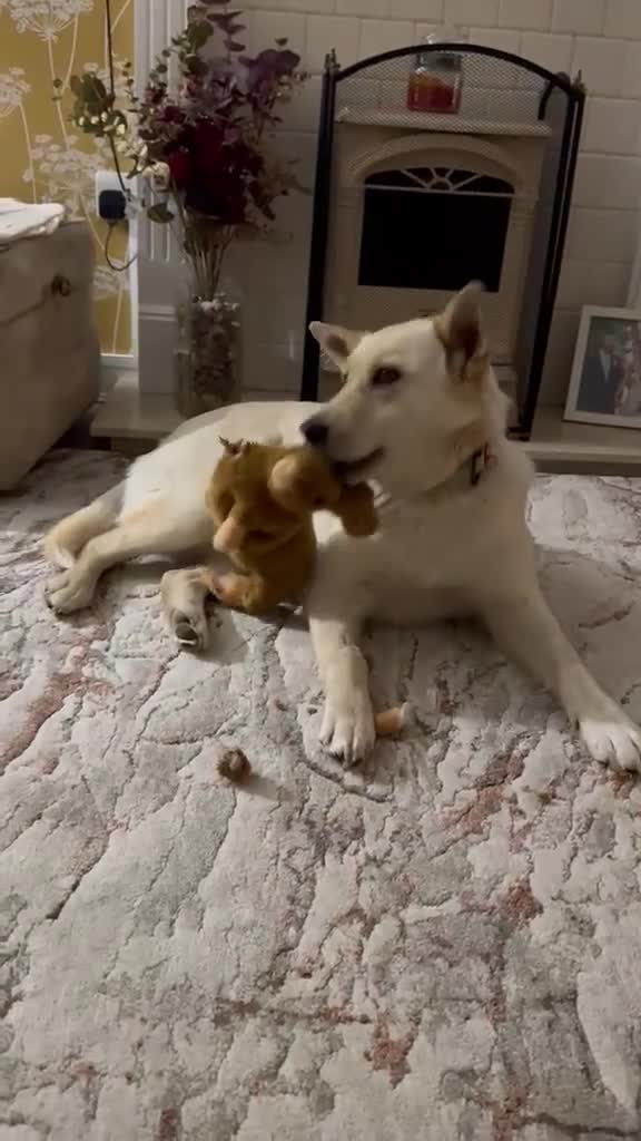 Mixed Breed dogs for adoption: ❤️🐶 MILADY – PERFECT IN EVERY WAY in Norwich - Video 1