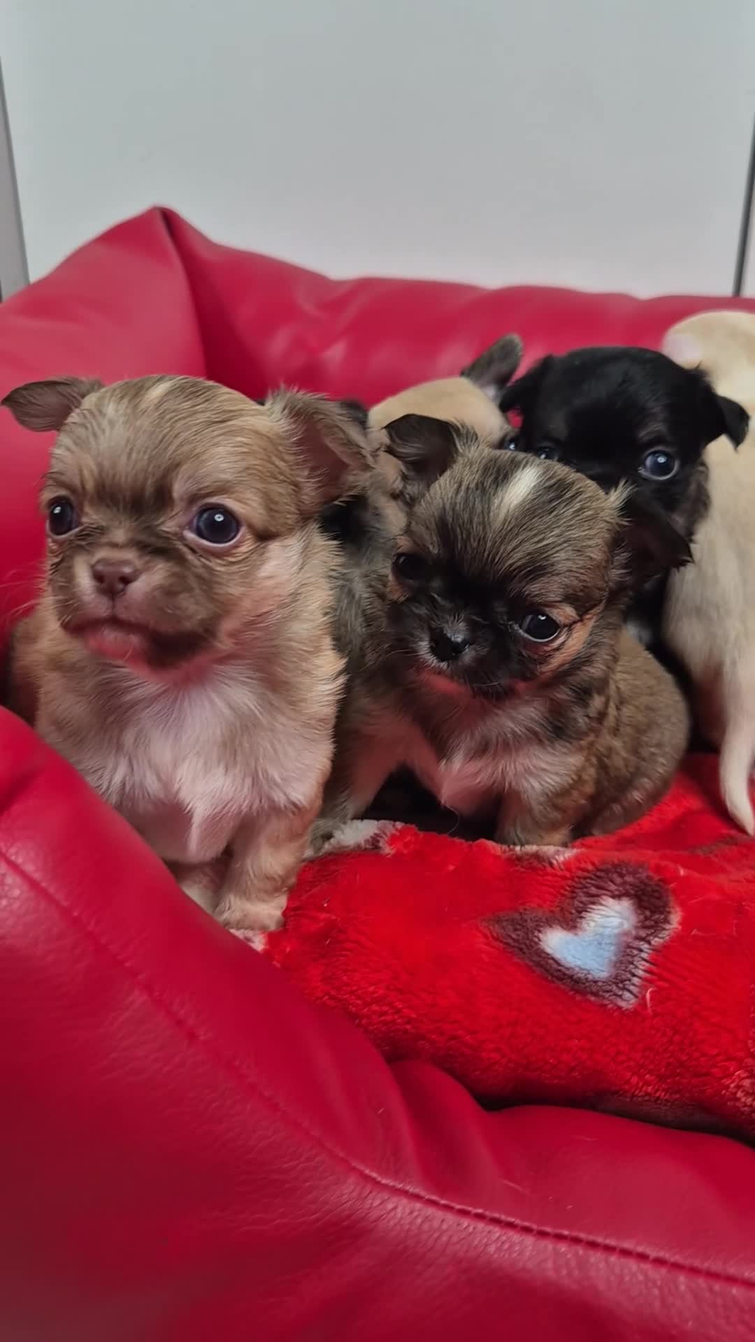 Chihuahua dogs for sale: KC registered Chihuahua puppies  - Video 2